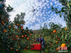 三峡库区:满园“黄金果” 处处好“丰”景